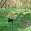Boomer among the bluebells