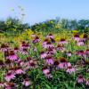 Little Wappaoolah wildflowers