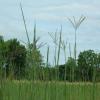 Big Blue Stem