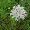 Queen Anne's Lace