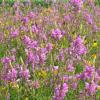 Purple coneflower