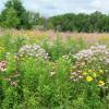 Field of wild flowers