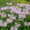 Wild Bergamot