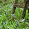Wild bluebells