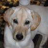 Ziva at 4 months