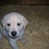 Ziva at 5 weeks