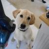 Ziva at 6 months