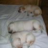 Ziva and her 2 brothers