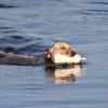 Ziva returning from a water retrieve