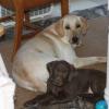 Ziva with 8 week old Nick