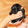 Ziva's black female pup