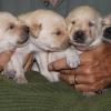 Ziva's little yellow boys, 2 weeks old