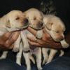 Ziva's little yellow girls, 13 days old