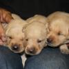Eyes are almost open!