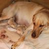 Ziva with her first two pups