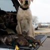 Zipper's duck hunt, Indiana