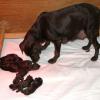 Lily inspects her 8 puppies