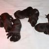 All seven pups, sleeping contentedly