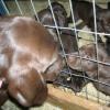 Maggie visits her weaned pups (6wks)