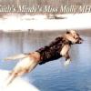 Blindfaith's Mindy's Miss Molly MH MNH