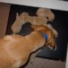 Zelda inspects her pups