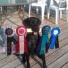 Tilly with her many ribbons