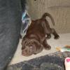 Maggie's 2006 litter-- female pup at 9 wks