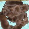 Sophie's 2008 litter, 1 day old