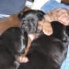 Sleeping pile of puppies