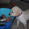 Ziva checks out the toy bucket