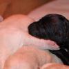 First black pup-- a female